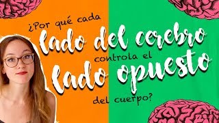 ¿POR QUÉ CADA LADO DEL CEREBRO CONTROLA AL OPUESTO DEL CUERPO [upl. by Heydon]