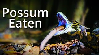 Python Eats Possum TimeLaps [upl. by Alic]