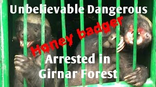 ऐसा खतरनाक प्राणी कभी नहीं देखा Rare fearless Honey badger Ratel Attack amp Rescue Girnar forest [upl. by Ynnig]