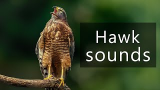 The sounds of a Roadside hawk screaming [upl. by Leay494]