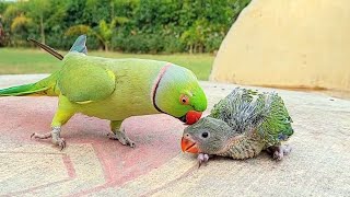 Talking Ringneck Parrot Greeting Baby Parrot [upl. by Caruso]