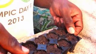 SOWINGPLANTING the SORRELRoselle Seed Agrosuede Backyard Gardening [upl. by Akerdal301]