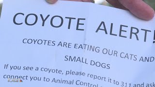 Meeting scheduled for Tuesday to address coyotes problems [upl. by Balmuth]