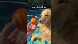 Here’s how Oatmeal sees color Repost FunnyDog DogVision Shorts [upl. by Wilbert]