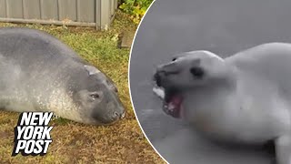 Neil the seal is the internet sensation taking over Tasmania [upl. by Itch]