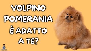 Volpino Pomerania Cosa Sapere [upl. by Banebrudge]