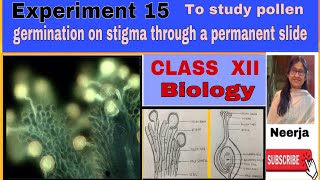 Pollen germination on stigma through permanent slide  Expt15  202223 Biology class 12Neerja [upl. by Ramunni]