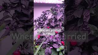 homegardening homegarden aerogarden hydroponics peppers pepperplant [upl. by Eicats111]