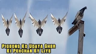 Pigeons Ko Bair Nikala Gher Ki Pehchan Ky Liye [upl. by Angela]