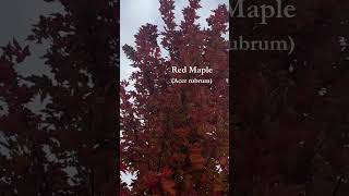 Red Maple 🌿 Acer rubric  garden calendar trees autumncolors [upl. by Baynebridge]