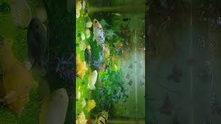 AQUARIUM SETUP TAMILfishing fishtank aquarium koi shark guppy flowerhorn flowerhornbreeding [upl. by Ailedua59]