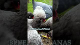 Araucana chickens green eggs chicks crowing rooster plumage colors gallinamapuche araucana [upl. by Dyoll498]