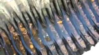 Cheap Homemade Sluice Box Gold Panning Part 1 YouTube [upl. by Elocal]