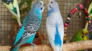 12 Hour Bird Watching of Parakeet Budgies Birds Observe Nature Birds Reduce Stress [upl. by Shani368]