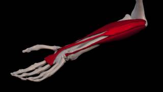 Arm Muscles 31 Palmaris Longus [upl. by Tenrag]