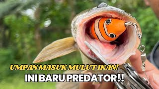 BEGINI KALO CASTING GABUS PADA SAAT YANG TEPAT‼️ AIR NYA BANJIR GABUS BANYAK DI PINGGIR‼️ [upl. by Aivital824]