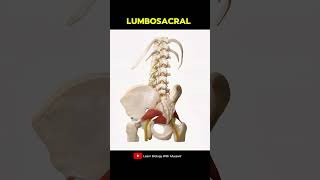 Lumbosacral plexus Spine Anatomy [upl. by Aitnohs]