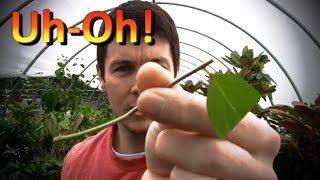 Propagating Rooted Cuttings of Dogwoods Rose of Sharon Weigela Climbing hydrangea and Spirea [upl. by Gussman451]