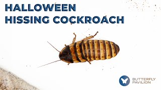 Halloween Hissing Cockroach [upl. by Spillihp]