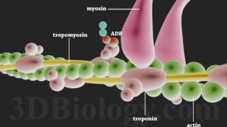 Muscle Contraction 3D [upl. by Haldis]