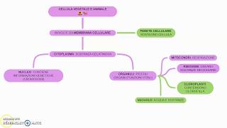 MAPPA cellula vegetale e cellula animale [upl. by Muirhead]