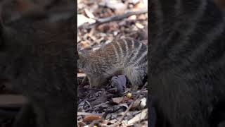 Numbat  Myrmecobius fasciatus [upl. by Decker272]