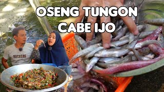 MURAH ENAK  OSENG TUNGON CABE IJO [upl. by Avelin]