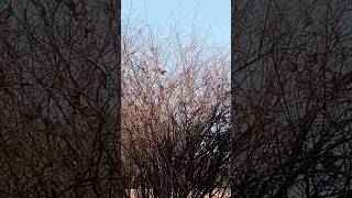 Sparrows on leafless tree [upl. by Papert]