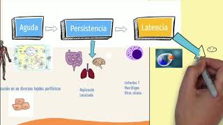 Cápsula microbiológica Citomegalovirus [upl. by Hedvah]