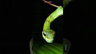 Hemeroplanes Triptolemus  The snake mimicking caterpillar [upl. by Dich942]