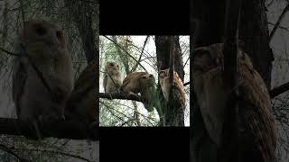 Threes Company Collared Scops Owl Owlets First Day Out birds wildlife thailand [upl. by Ardnajela]