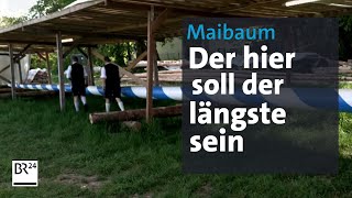 Der längste Maibaum steht in Aying  Abendschau  BR24 [upl. by Ylim]