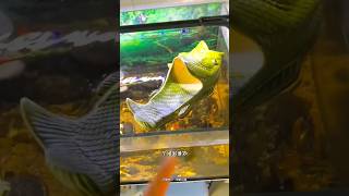 Fish slipper Dont match 🧐New Viral Gadgets Smart Appliances Kitchen Utensils Home shorts [upl. by Elwyn]