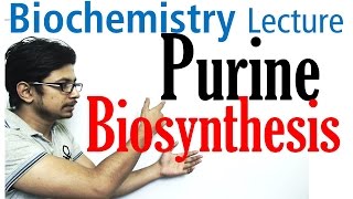 Purine biosynthesis [upl. by Acissj]