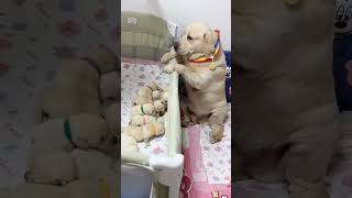 Ase bhole ban ke hai bethe 😍🐕 labradorpuppies labradormom mypetoscar viral trendingshorts love [upl. by Zavala570]