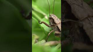 Grasshopper Secrets Revealed The Ultimate Jump Camouflage and Transformation [upl. by Ettenwahs]