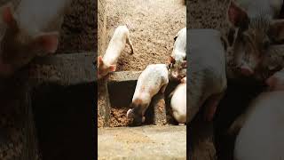 Production porcine 😁 elevage agriculture farming agricole agriculturebiologique reelsvideo [upl. by Jade]