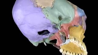 Aclands Video Atlas of Human Anatomy Sphenoid Bone new [upl. by Letnahc625]