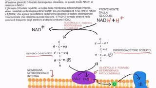 CORSO DI BIOCHIMICA  LEZIONE 20 DI 47  TRASPORTI MITOCONDRIALI  VIA DEI PENTOSO FOSFATI  PARTE 1 [upl. by Eimirej]