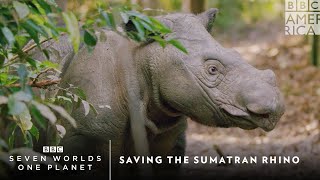 Saving The Sumatran Rhino  Seven Worlds One Planet  BBC America [upl. by Croft]