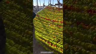 The process of drying peppers by hooking [upl. by Acinoev]