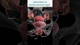 Animation Female genital organ anatomy [upl. by Artined]