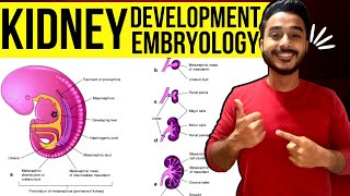 development of kidney embryology  kidney development embryology  development of renal system [upl. by Minnnie]