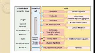 hemostasis primary secondary  coagulation cascade fibrinolytic system [upl. by Howarth]