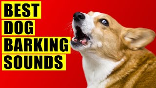 Dogs Barking Sounds Compilation See How Your Dog REACTS 15 Breeds Loud Dog Barking Sound Effect [upl. by Urbano632]