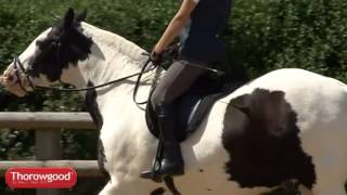 Thorowgood cob fit saddle in use [upl. by Mackenie368]