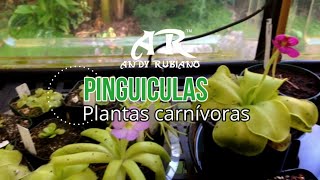 Pinguicula principales cuidados  Andy Rubiano™ [upl. by Elatnahc]