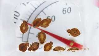 Killing bed bugs with heat realtime [upl. by Otrebile789]