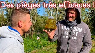 Des pièges à frelons très efficaces [upl. by Sirroned]