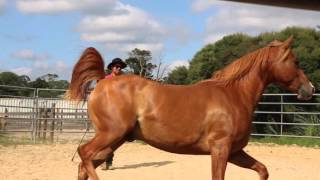 Native Horsemanship presents quotHow To Roundpenquot [upl. by Wendy]